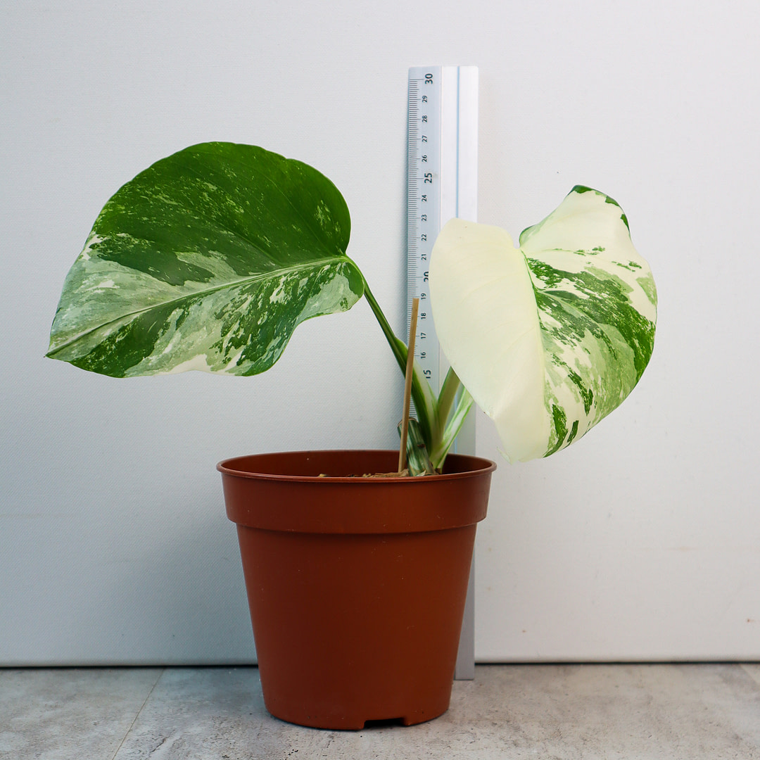 Monstera Deliciosa var. with size reference