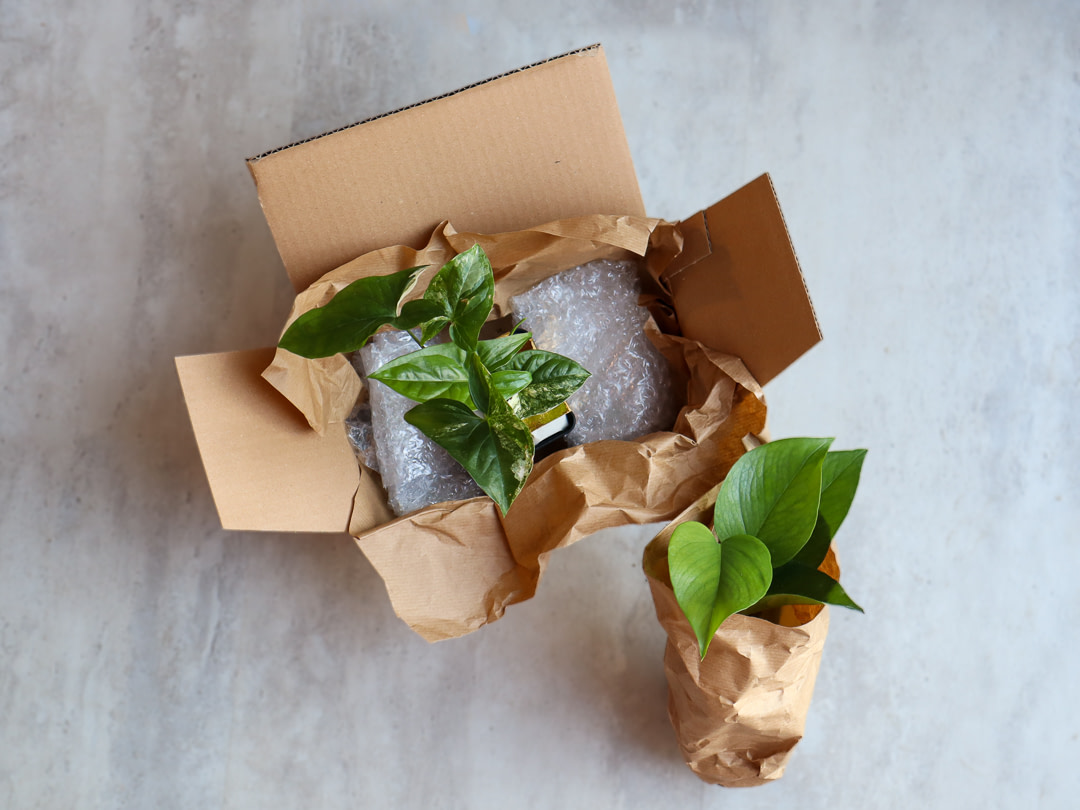 Proper packaging of plants when you learn how to sell plants online from home