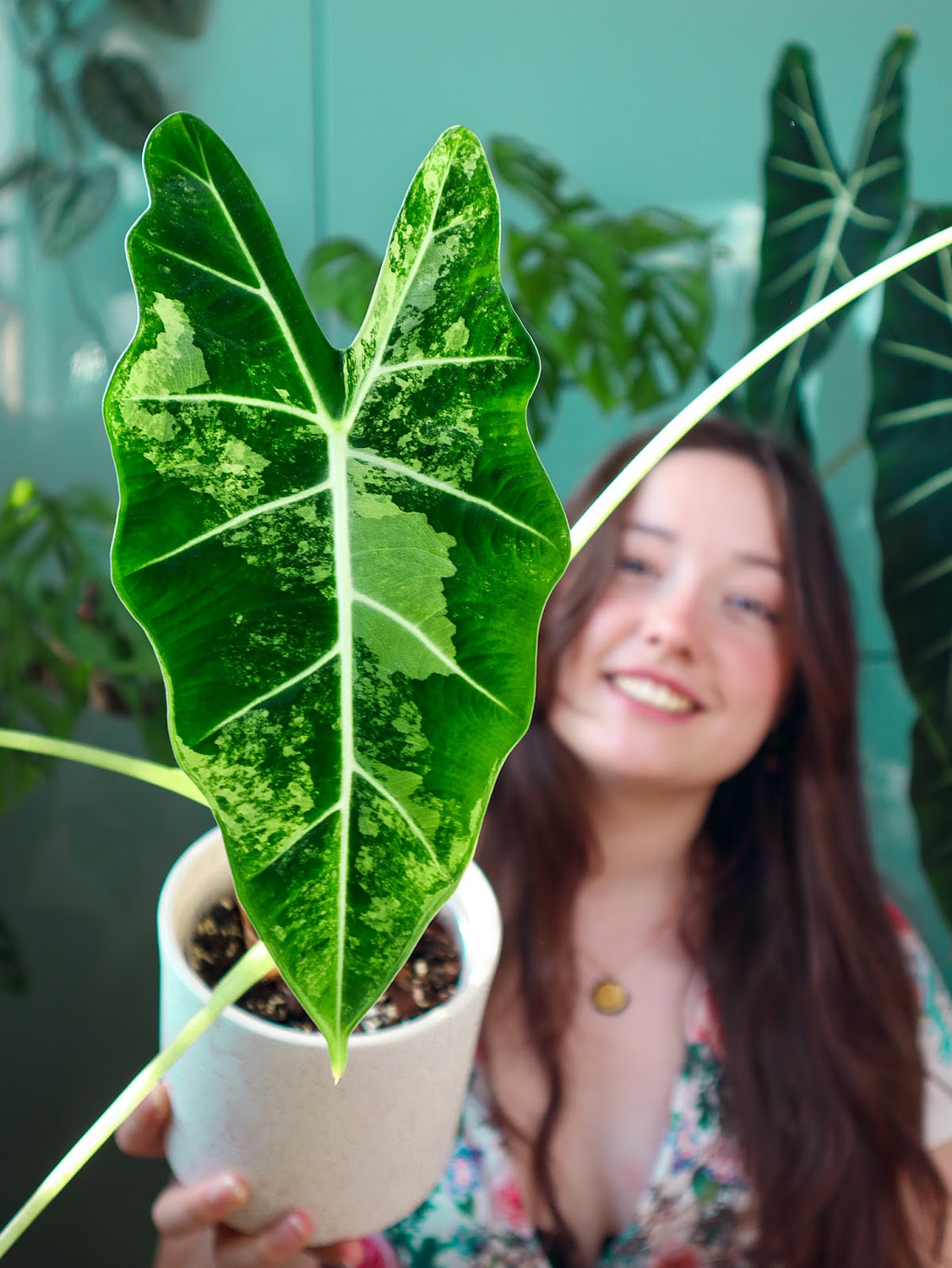 The most expensive plant in the offer: Alocasia Frydek 385€