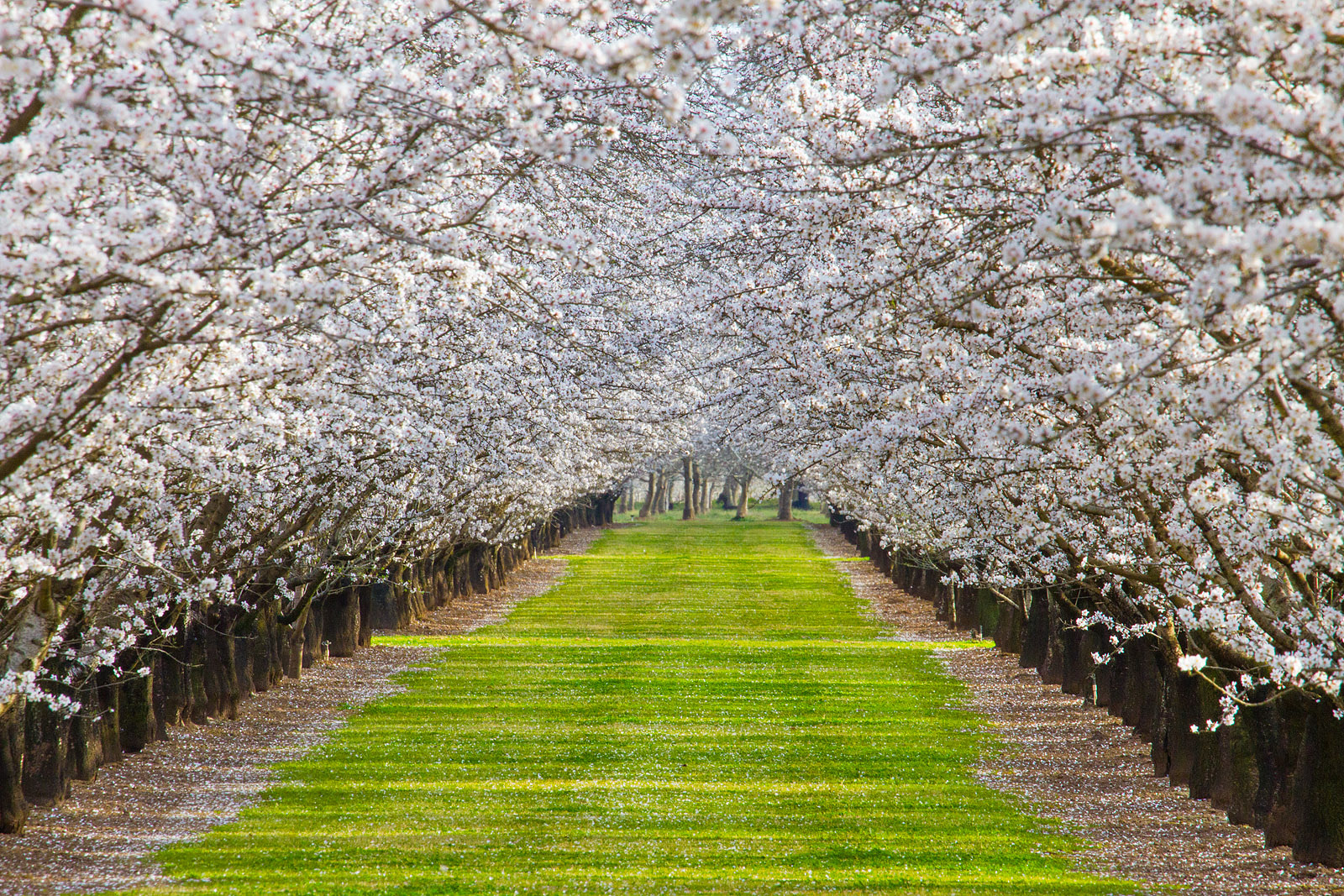 Almond Orchard in Bloom