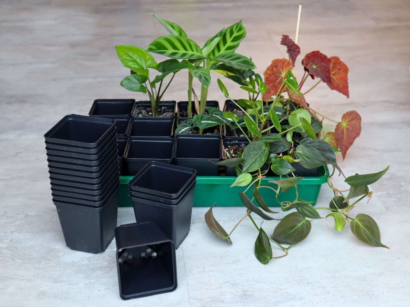 Space-efficient pots in a watering tray a good way to how to sell plants online from home