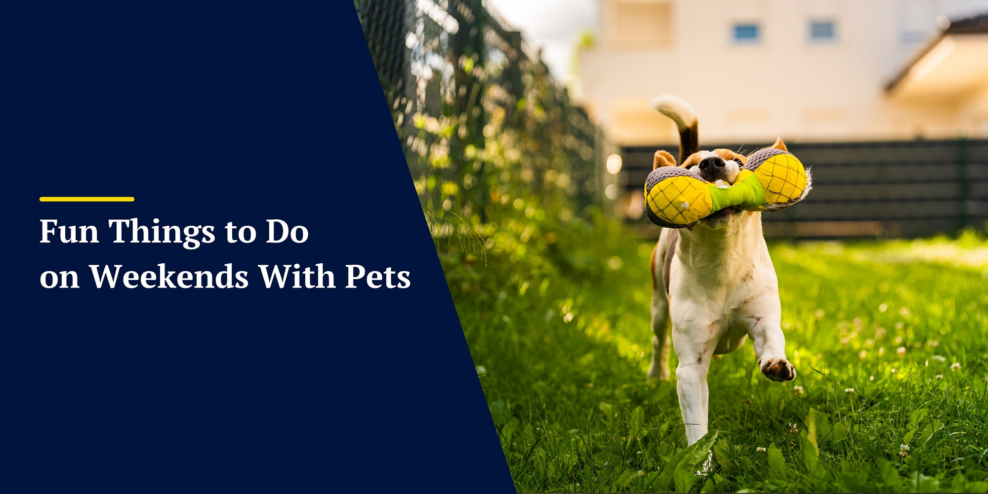 Fun Things to Do
on Weekends With Pets