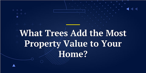 What Trees Add the Most Property Value to Your Home?