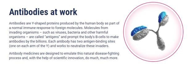 Description of how antibodies work