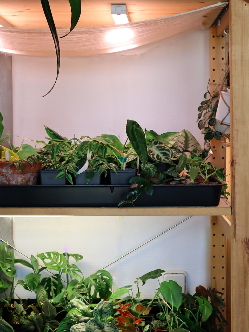 Plants on a shelve with grow lights