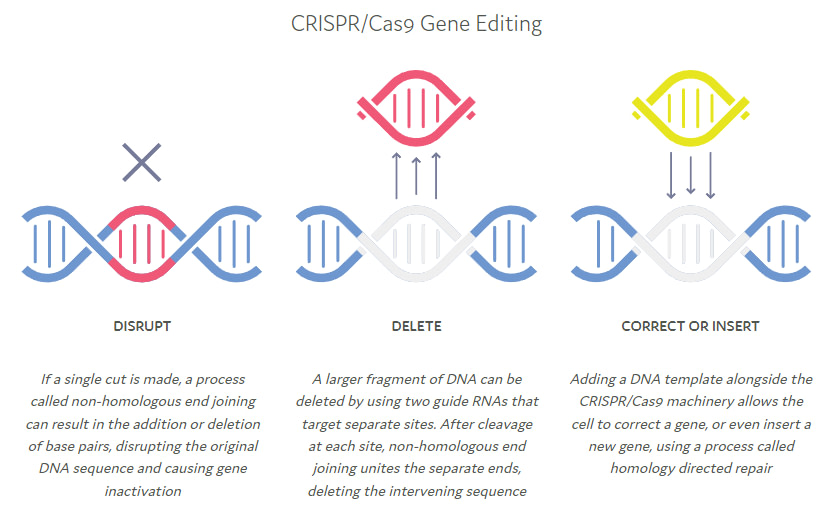 CRISPR - Cas9 Gene Editing