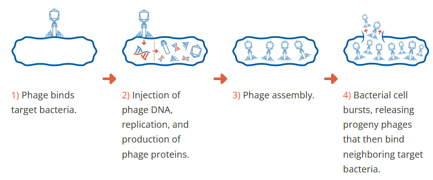 Armata's explanations about phages