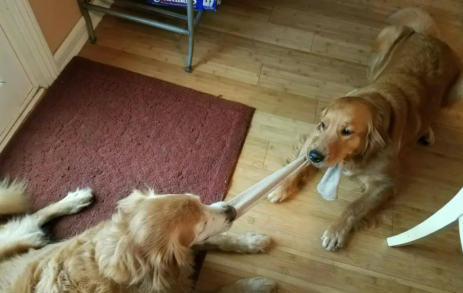 Dogs getting to know each other
