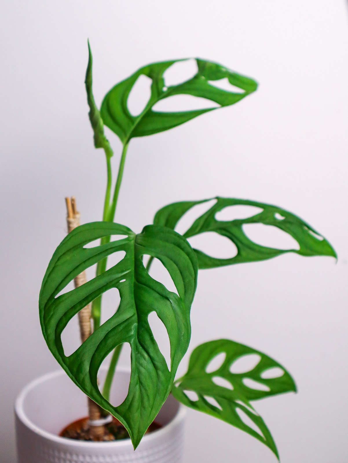 Monstera Epipremnoides Esqueleto