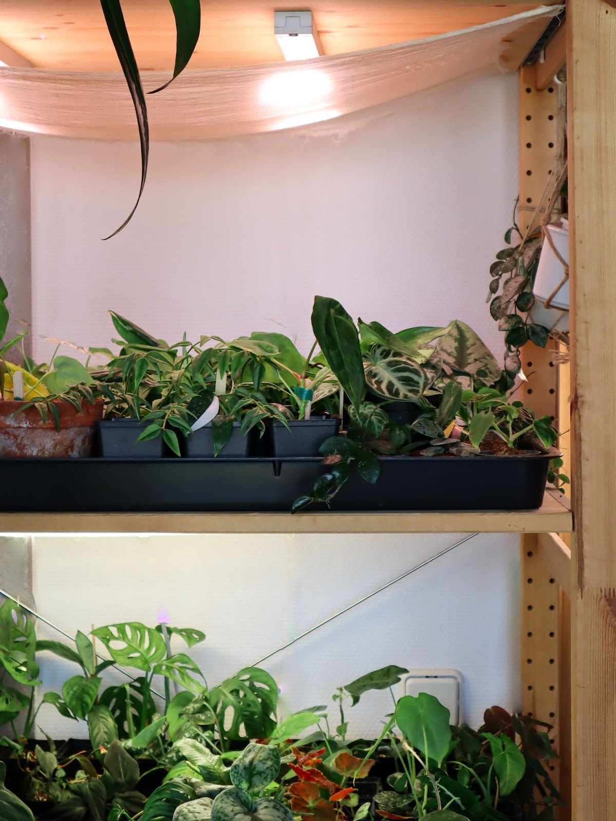 Plants on a shelve with grow lights