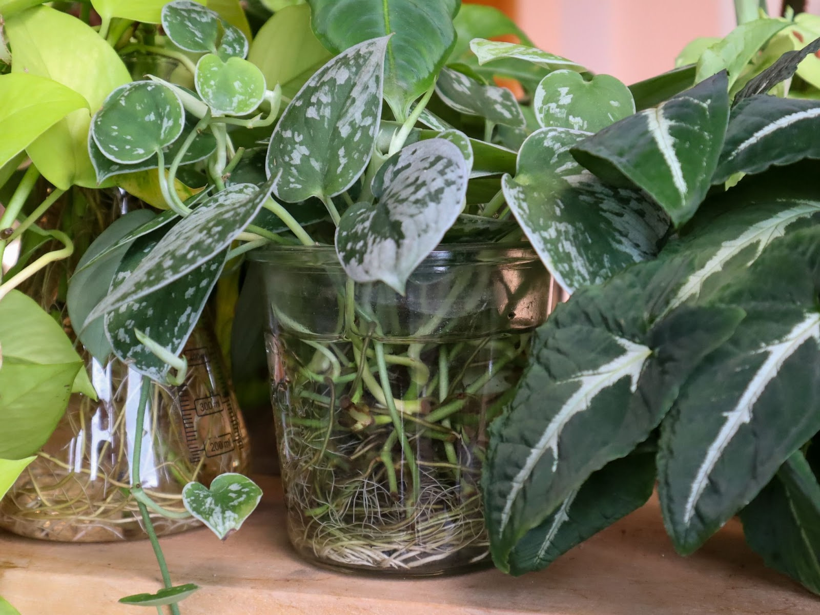 Rooting cuttings in water