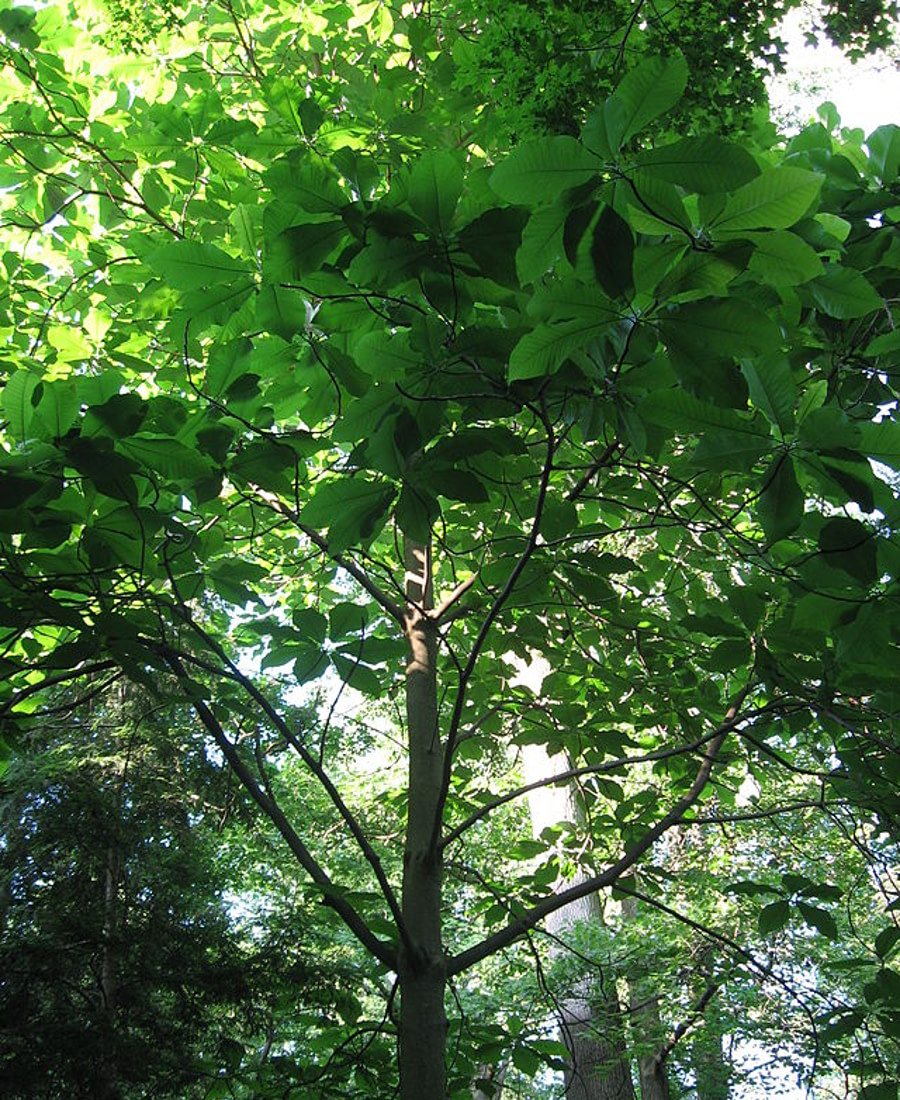 Bigleaf Magnolia 