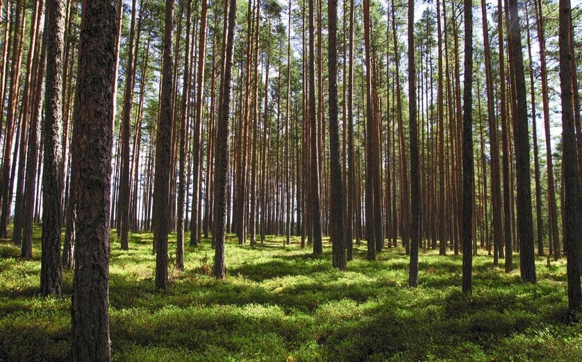 forest as biomass energy source