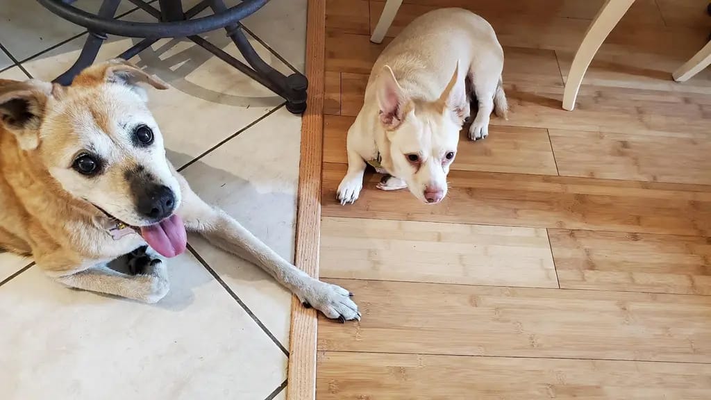 Dogs chilling in Stacee's house