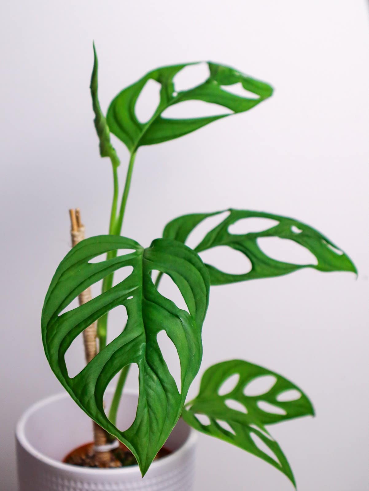 Monstera Epipremnoides Esqueleto