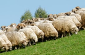 Compliance training sheep
