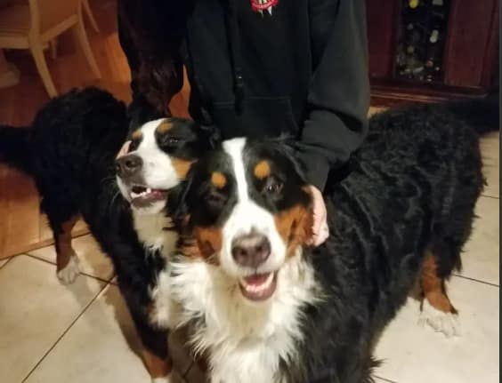 Two dogs posing for a photo