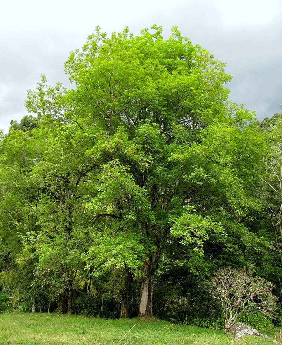 Shamel Ash