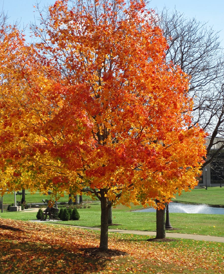 Sugar Maple