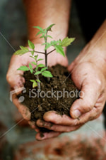 Seedling cradled in hands